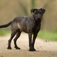 Winner, chien à adopter