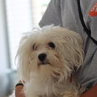 ISMAY, chienne à adopter