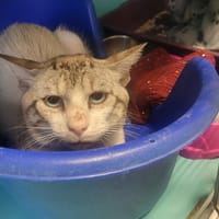 COGNAC, chat à adopter