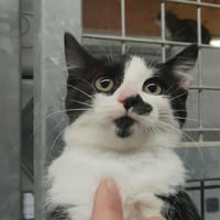 JOKER, chat à adopter