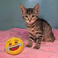 CHATOUILLE, chatte à adopter