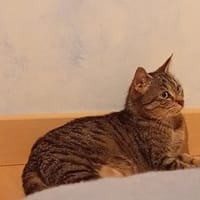 BROOKE (réservée), chatte à adopter