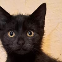 Hebe, chat à adopter