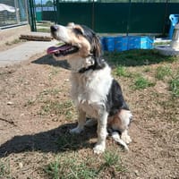 ABBY, chienne à adopter