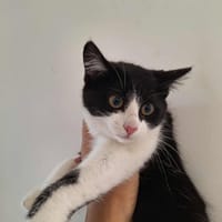 ROBINE, chatte à adopter