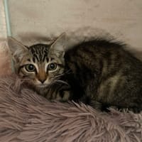 PLOUMY, chatte à adopter