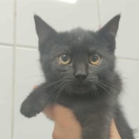 HARLEY, chatte à adopter