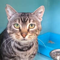 Max/Roméo/Victor, chat à adopter