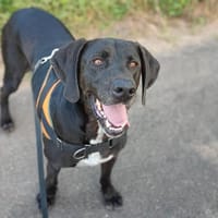 Tao, chien à adopter