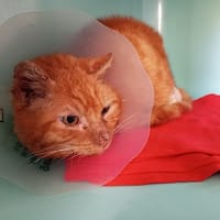 MOUSSE(réservé), chatte à adopter