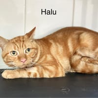 Halu, chat à adopter