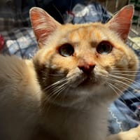 Yates, chat à adopter
