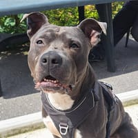 TUSHANE, chien à adopter