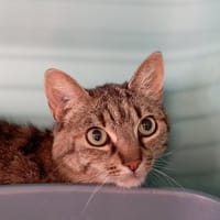 STARI, chatte à adopter
