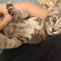 Patella, chat à adopter