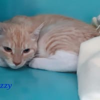 Jazzy, chat à adopter