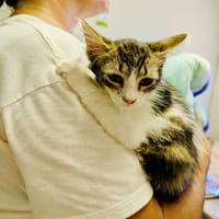 SGAEYL, chatte à adopter