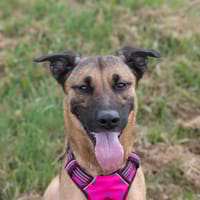 Tsouki, chien à adopter