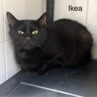 Ikéa, chatte à adopter