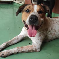 SAPHYR, chienne à adopter