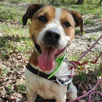 SAPHYR, chienne à adopter