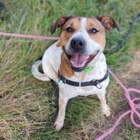 SAPHYR, chienne à adopter