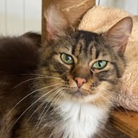 Onley, chat à adopter