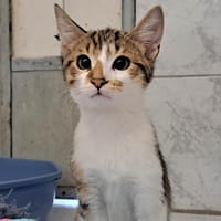 CAPITAINE, chat à adopter