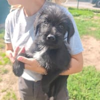 API, chienne à adopter
