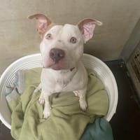 OURANOS, chien à adopter