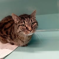 LEO, chat à adopter