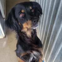 PERLA, chienne à adopter