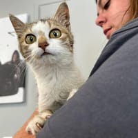 LILA, chatte à adopter