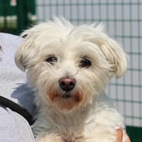 ASTOR, chien à adopter