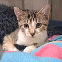 SHEPHERD, chatte à adopter