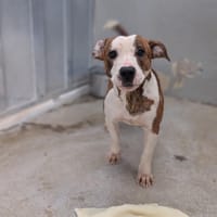Joyeux, chien à adopter