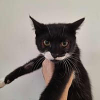 BATMAN, chat à adopter