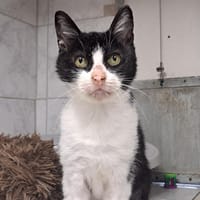 LUCY, chatte à adopter