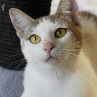 JADE, chatte à adopter