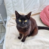 Avimimus, chatte à adopter