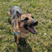 NEWTON, chien à adopter