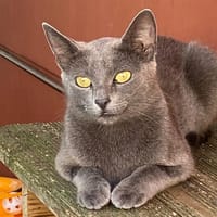 MICHKA, chatte à adopter
