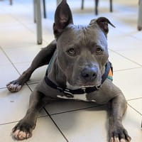 TYSON, chien à adopter