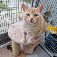 Caramel, chat à adopter