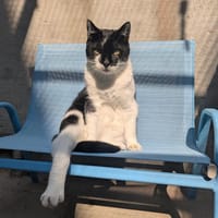 NIKI, chat à adopter
