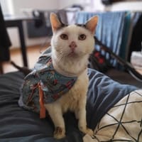 Lascar, chat à adopter