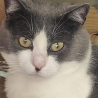MACIS (en famille relais), chat à adopter