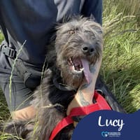 Lucy, female dog to adopt