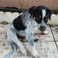 KILUA, chien à adopter
