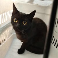 Eros, chat à adopter